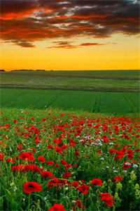 闺蜜齐穿！带娃跑后他们慌了雪阳秦墨寻免费小说在线阅读全集听书