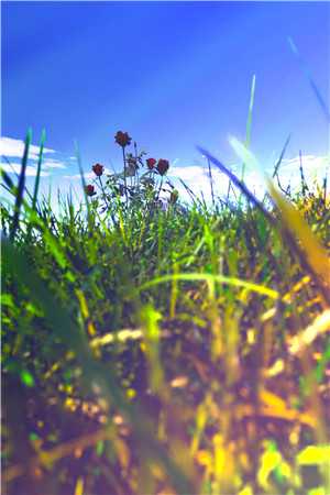 官场：一个小人物的野望杜玉峰阮玉玲完整版免费阅读已完结小说