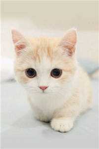 极寒末世:二十年后的我来通风报信林逸何月儿全本阅读百度云下载txt